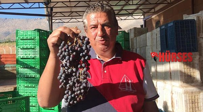 Tilki kuyruğu üzümü, 'Nuh'un Ambarı' aday listesinde