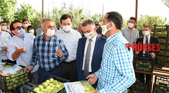 Vali Yazıcı, Karyağdı armudunun hasadını gerçekleştirdi