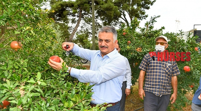 Vali Yazıcı nar hasatı yaptı