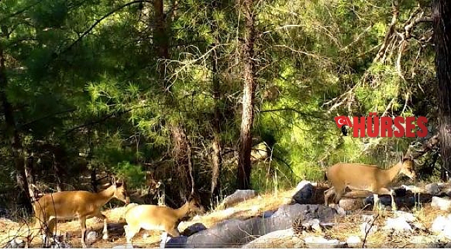 Yaban keçileri, fotokapanla görüntülendi