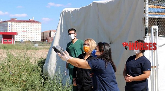 Yabani hayvanları sağlığına kavuşturuyorlar