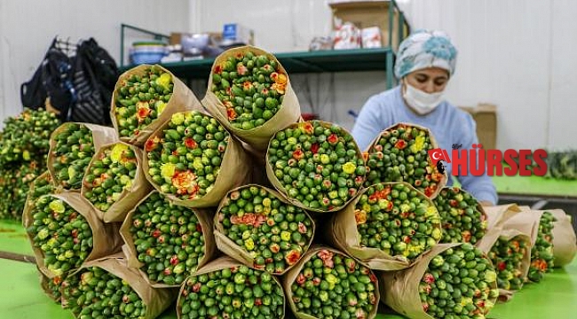 150 milyon dal Noel çiçeği çöpe gidebilir