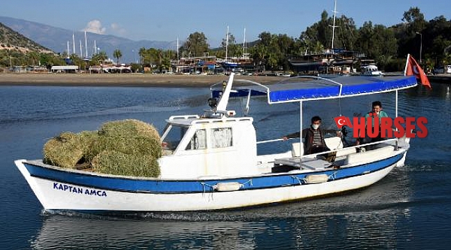 Aç ve susuz kalan dağ keçilerine ikinci yiyecek seferi