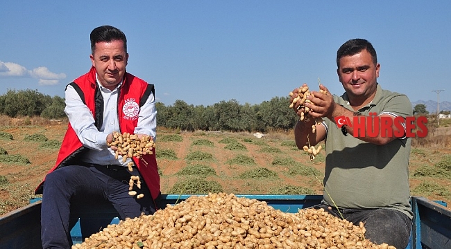Antalya'da 'fıstık' gibi işe rağbet artıyor