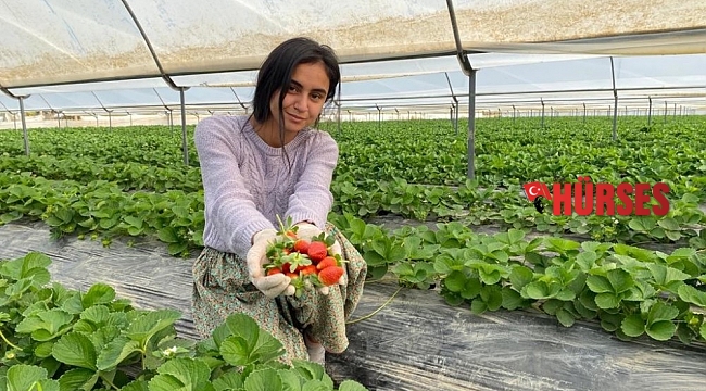 Antalya'da yılın ilk çilek hasadının heyecanı başladı