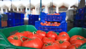 Domateste Rusya kotası doluyor