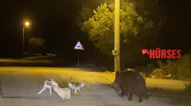 Domuzla köpeklerin yemek kavgası