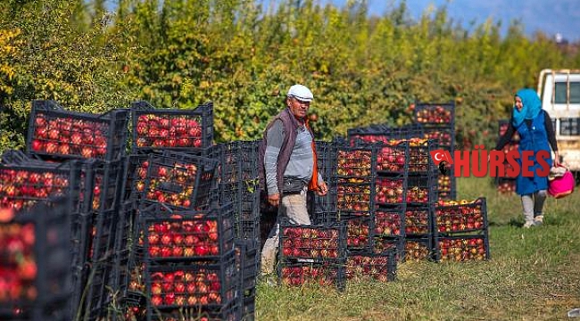 Döşemealtı'da narın kalitesi, fiyatı, üreticiyi memnun etti