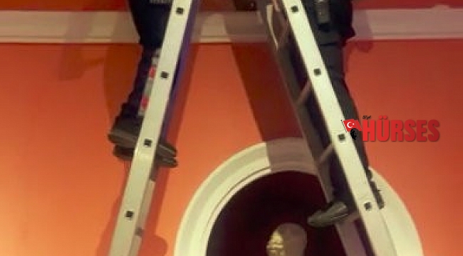 İmparatorlar salonunda yavru kedileri kurtarma operasyonu