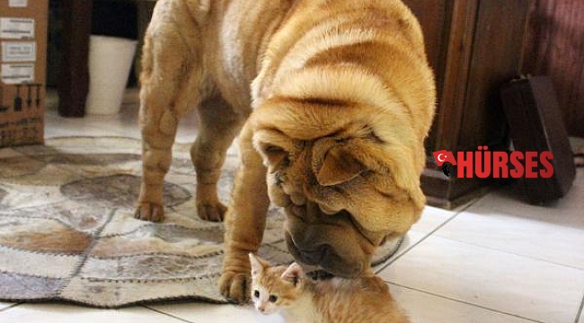 Kaleiçi'nin maskotu 'Çayteej' hayatını kaybetti