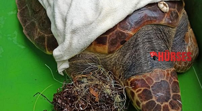 Kaset bandına dolanan caretta caretta, boğulmak üzereyken bulundu