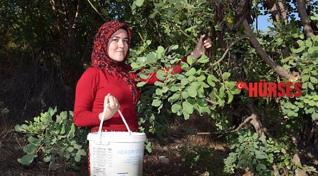 Keçiboynuzu üretim alanı artıyor
