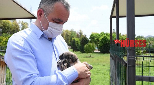 Konyaaltı Barınağı'nda 9 ayda 2 bin 200 hayvan aşılandı