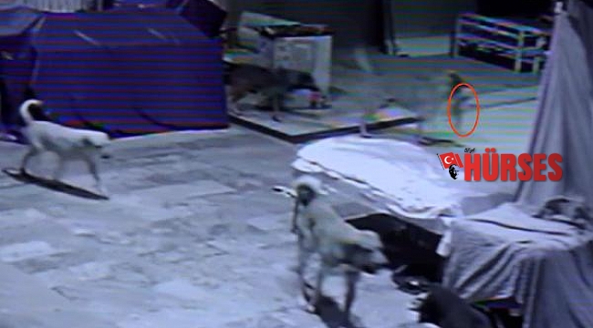 Köpekler, tezgahın altında sıkıştırdıkları kediyi öldürdü
