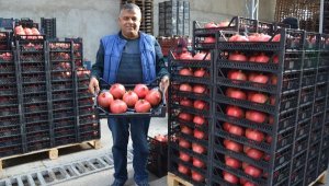 Korkuteli'den nar ihracatı