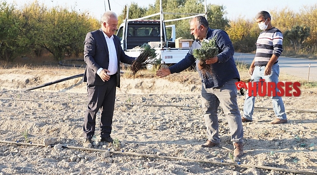 Kurşunlu mahallesine Lavanta bahçesi