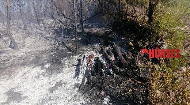Otları yakarken yangın çıktı, 15 dönüm alan etkilendi