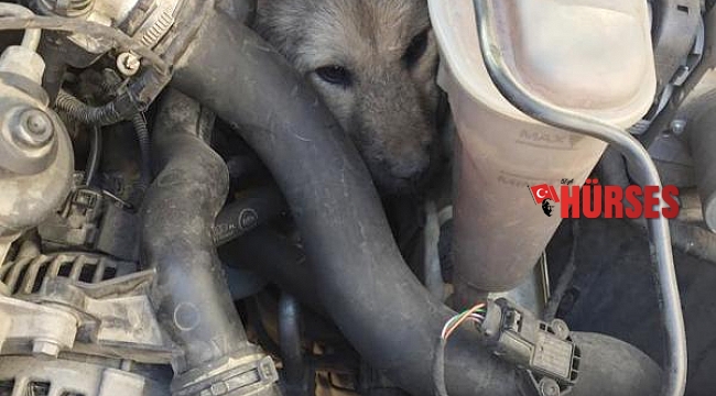 Otomobil motoruna sıkışan sokak köpeği, 2 saatte kurtarıldı