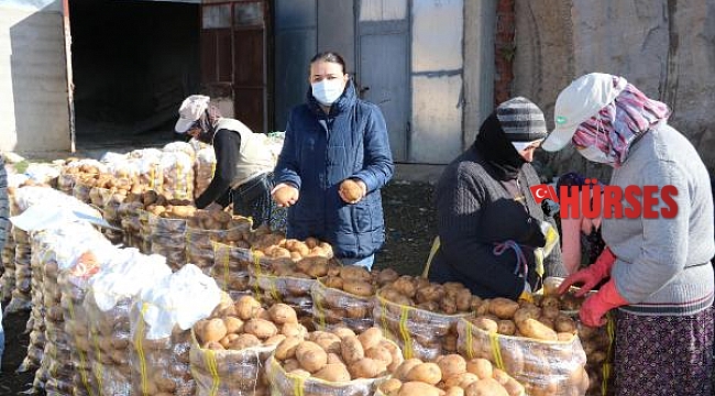 Patatesler doğal soğuk hava deposu mağaralarda saklanıyor