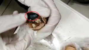 Uyuşturucuyu ceviz içine gizlemiş