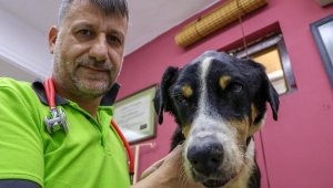 Vurulduktan sonra denize düşen köpek, tuzlu sudan gözünü kaybetti