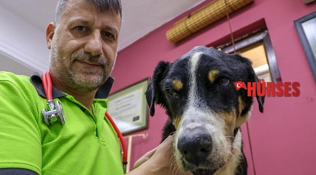 Vurulduktan sonra denize düşen köpek, tuzlu sudan gözünü kaybetti