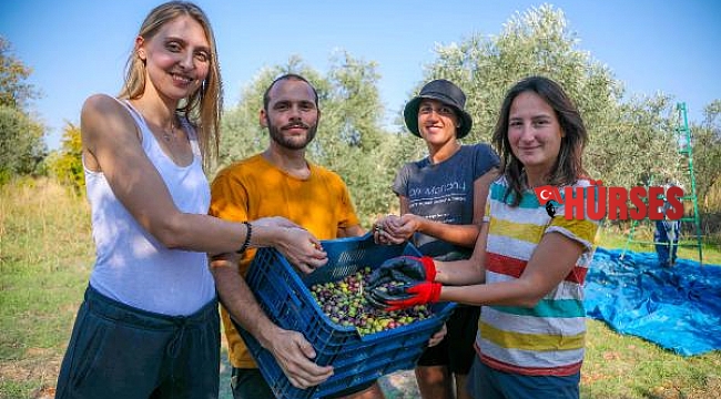 Yabancı gönüllü öğrenciler, zeytin hasadına katıldı