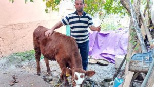 2 aylık buzağıya cinsel saldırı, 'mala zarar verilmedi' gerekçesiyle cezasız kaldı