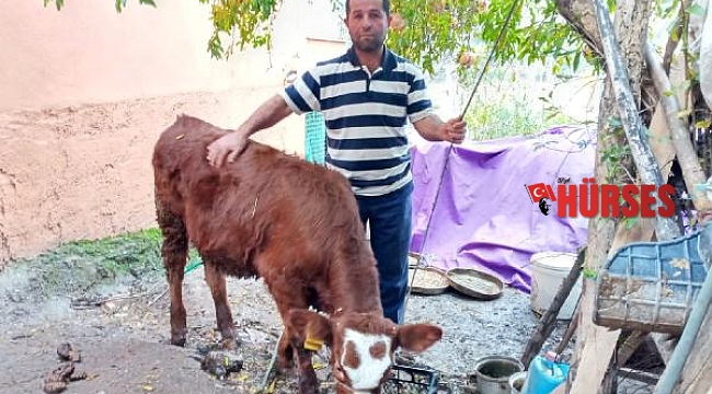 2 aylık buzağıya cinsel saldırı, 'mala zarar verilmedi' gerekçesiyle cezasız kaldı