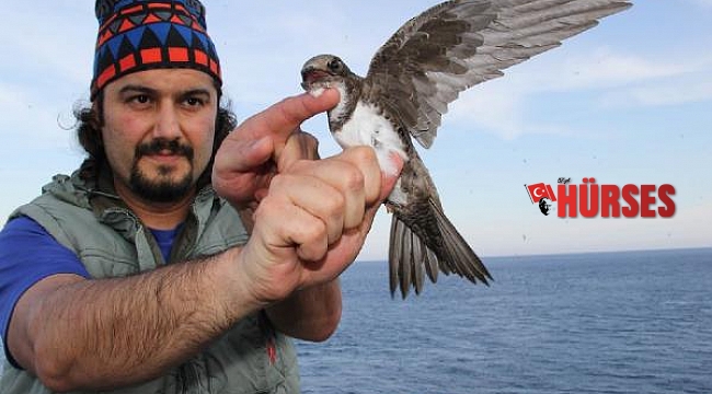 Akkarınlı ebabiller, 3 bin kilometreyi 58 saatte katetti