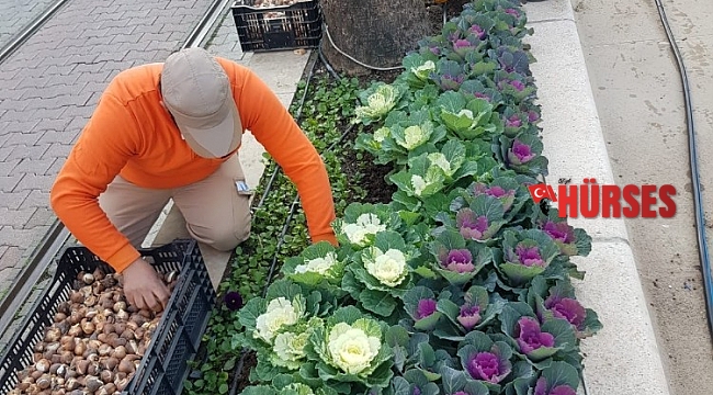 Antalya caddelerine 161 bin adet lale, sümbül, çiğdem soğanı