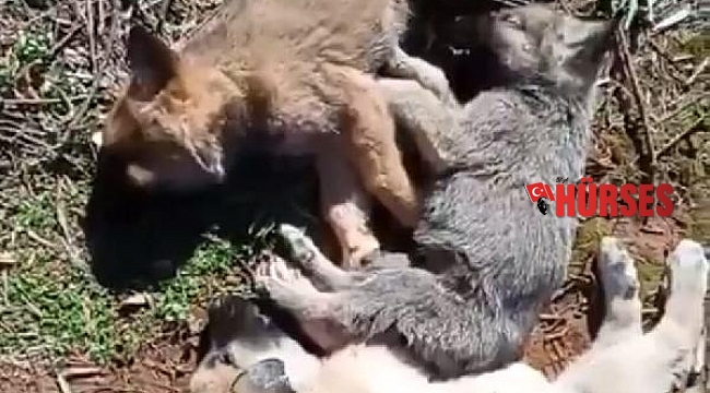 Antalya'da 12 sokak köpeği zehirlenerek öldürüldü