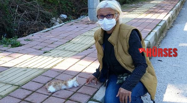 Antalya'da yavru kedinin bacakları ile kuyruğunu kesen şüpheli aranıyor