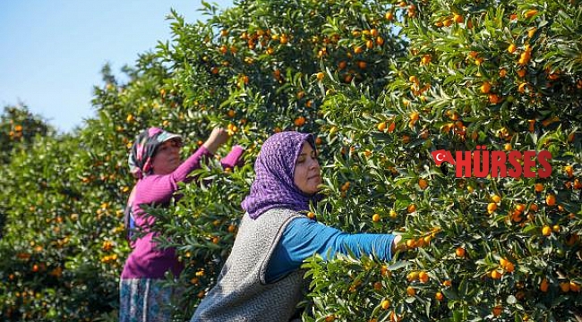 Antalya'nın altın portakalı 'kamkat'ın hasadı başladı