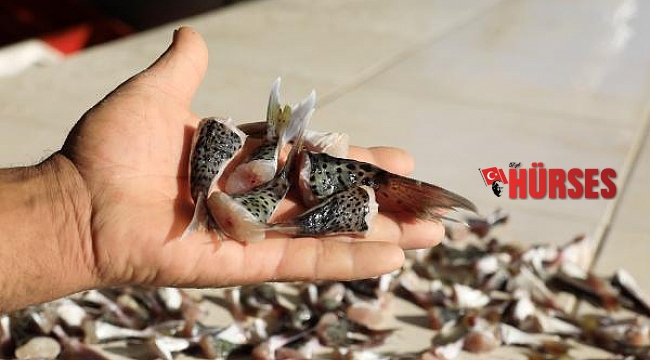 Balon balığı kuyruğu teslimatı başladı