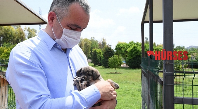 Başkan Esen: "Minik dostlarımızı yalnız bırakmadık"