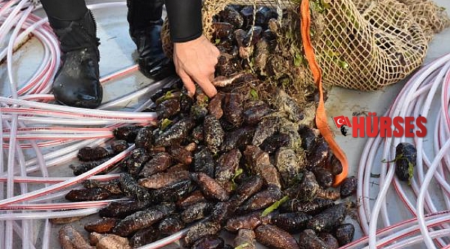 Bodrum'da 'deniz patlıcanı' denetimi