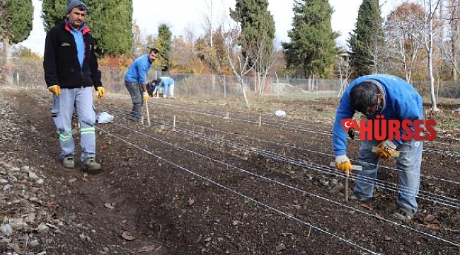Büyükşehir İbradı'da lale soğanı üretimine başladı