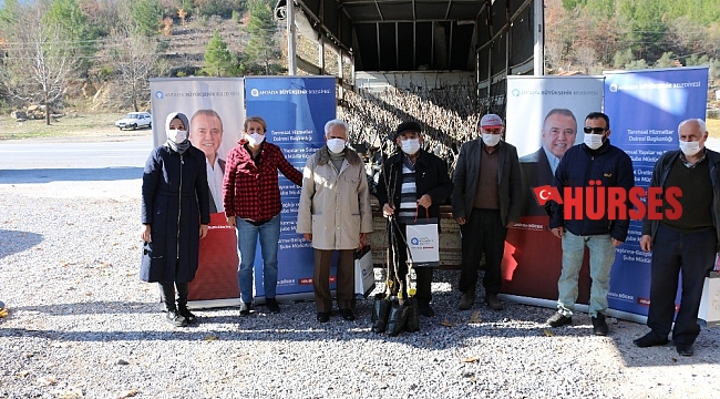Büyükşehirden 4 ilçeye, ücretsiz 6 bin 500 ceviz fidanı