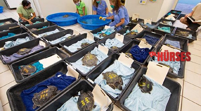 Caretta carettalar için 'hipotermi' tehlikesi