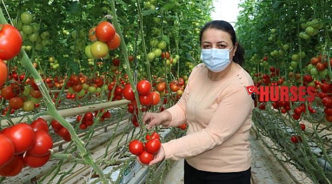 Domates, topraksız tarımla jeotermal serada üretiliyor