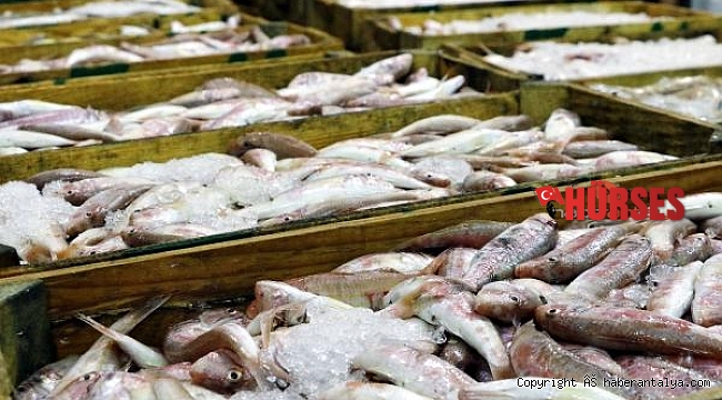 FAO uyardı: Akdeniz ve Karadeniz'deki avcılığın 230 bin tonu ıskarta