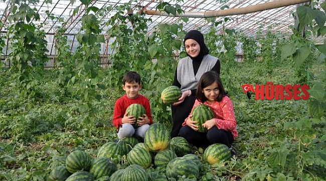 Gazipaşa'da dört mevsim karpuz hasadı