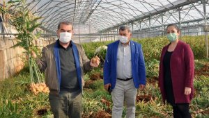 Gazipaşa'da üretilen yerli zencefil 70, zerdeçal 120 liraya satılıyor