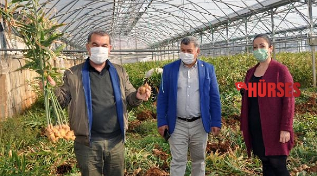 Gazipaşa'da üretilen yerli zencefil 70, zerdeçal 120 liraya satılıyor