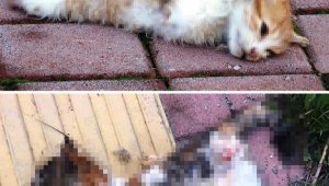 Hayvanseverlerden 'kedilerin ayakları büyü için kesiliyor' iddiası