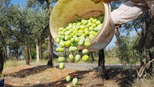 İklim değişikliği zeytini vurdu; tahmini kayıp 145 bin ton
