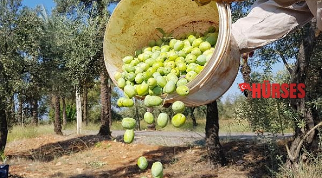 İklim değişikliği zeytini vurdu; tahmini kayıp 145 bin ton