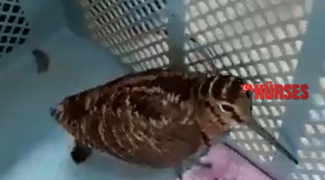 Kafese konulunca yemeyi reddeden çulluk, 3 günde öldü