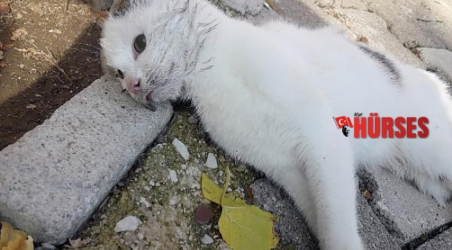 Kemer'de 17 kedi ve 3 tavuk zehirlenerek öldürüldü